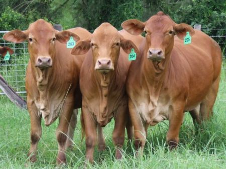 2010 Female Sale Group